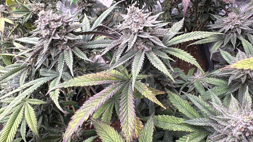 Natural Highs Clones. Week 12