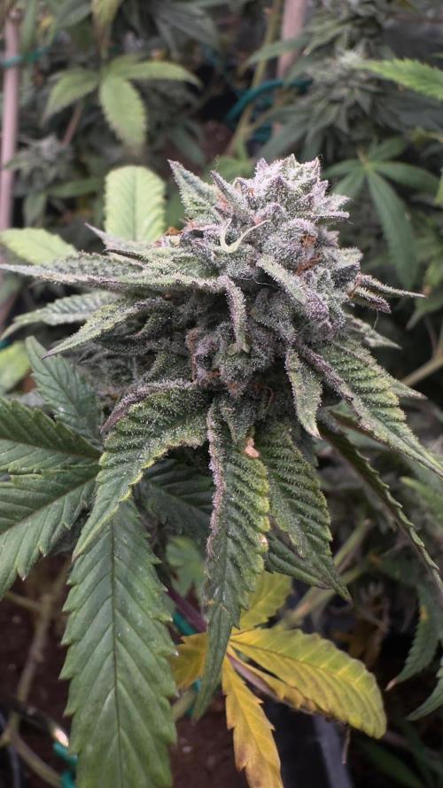 Natural Highs Clones. Week 12