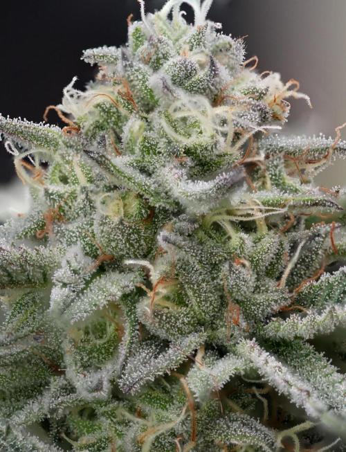 Natural Highs Clones. Week 12