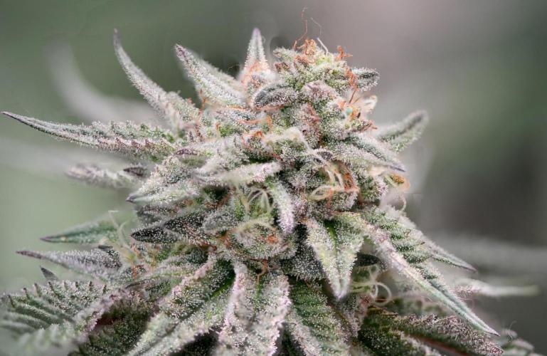 Natural Highs Clones. Week 12