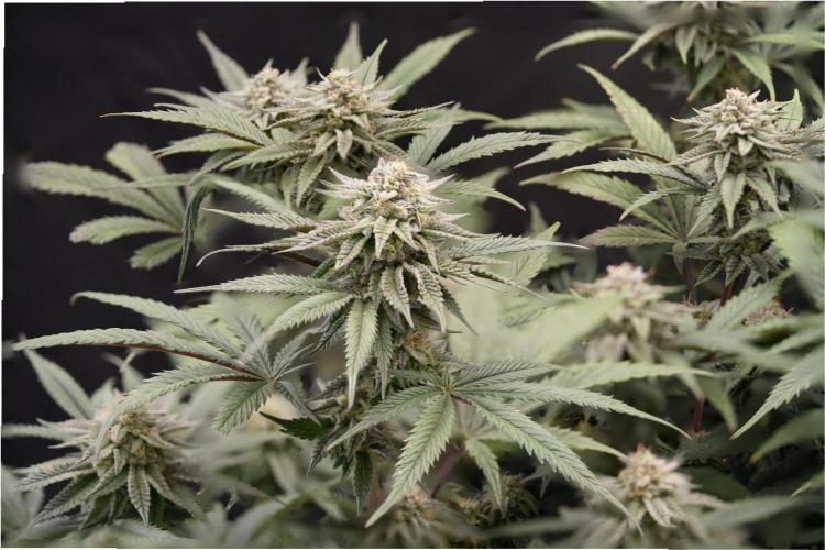 Natural Highs Clones. Week 12
