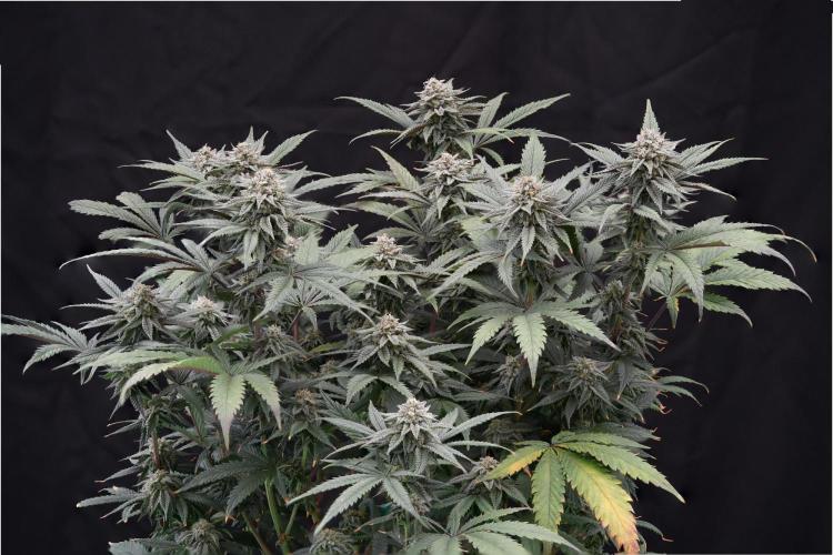 Natural Highs Clones. Week 12