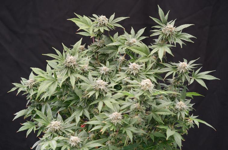 Natural Highs Clones. Week 12