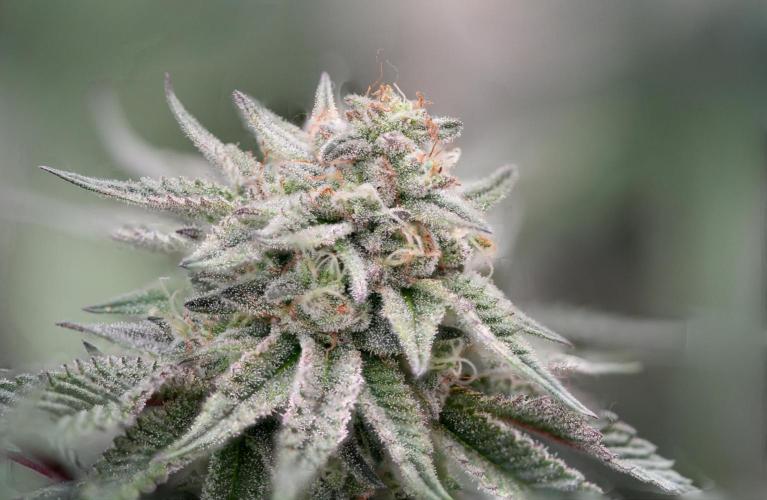 Natural Highs Clones. Week 12