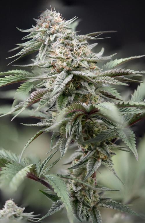 Natural Highs Clones. Week 12