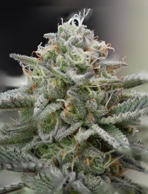Natural Highs Clones. Week 12