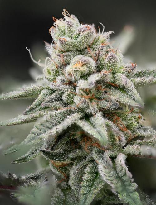 Natural Highs Clones. Week 12