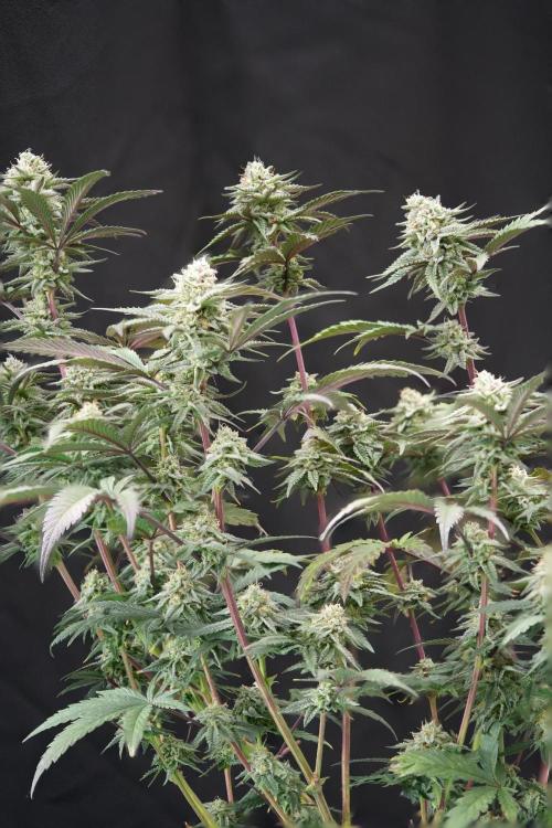 Natural Highs Clones. Week 12
