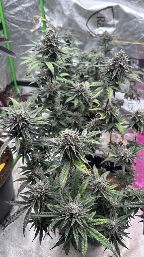 Natural Highs Clones. Week 13