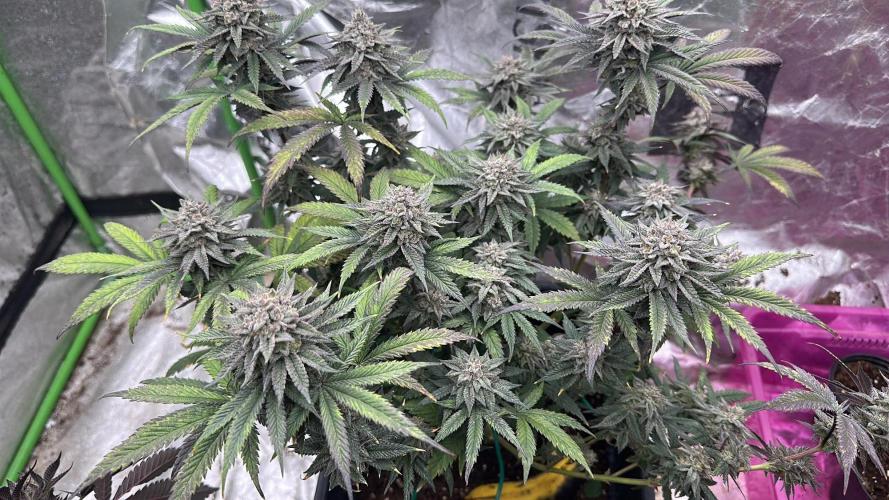 Natural Highs Clones. Week 13