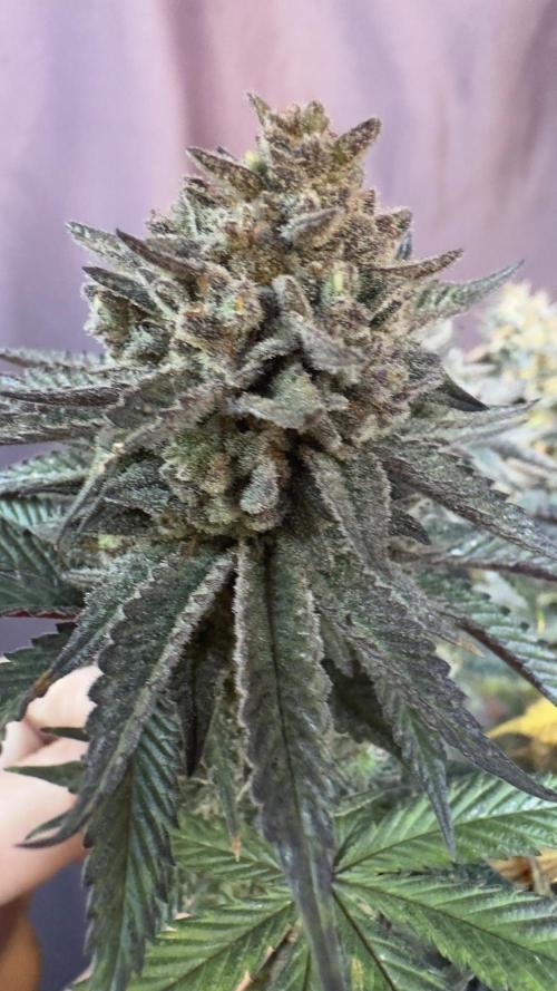 Natural Highs Clones. Week 14