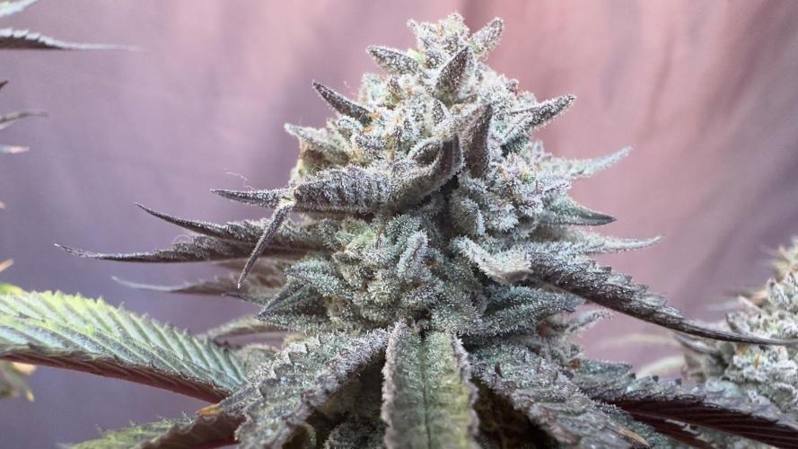 Natural Highs Clones. Week 14