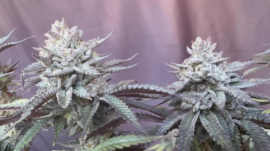 Natural Highs Clones. Week 14
