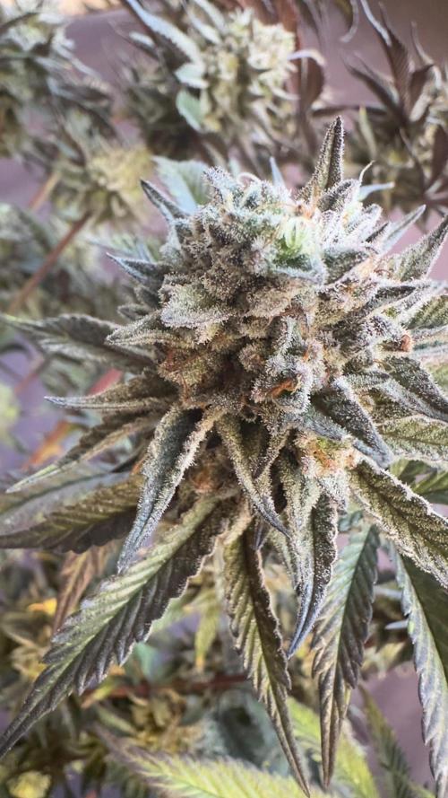 Natural Highs Clones. Week 14