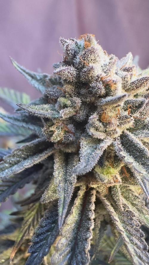 Natural Highs Clones. Week 14
