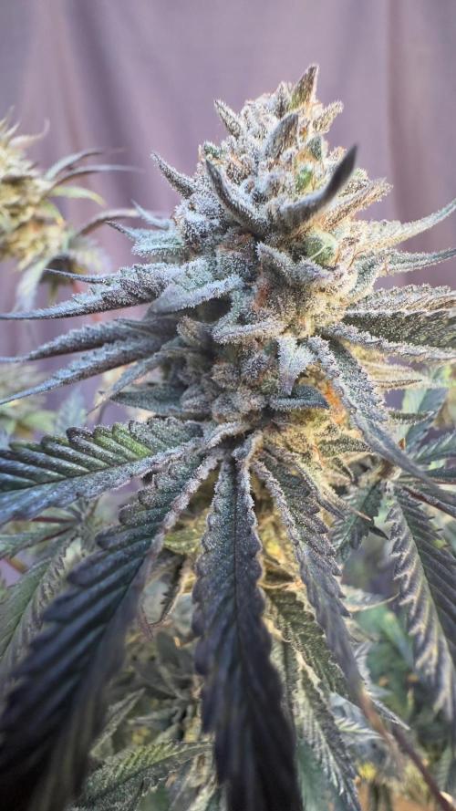 Natural Highs Clones. Week 14