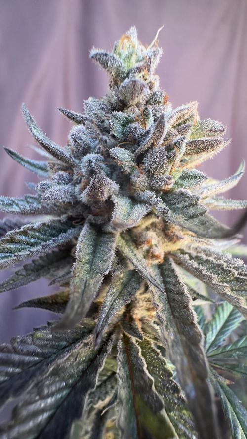 Natural Highs Clones. Week 14