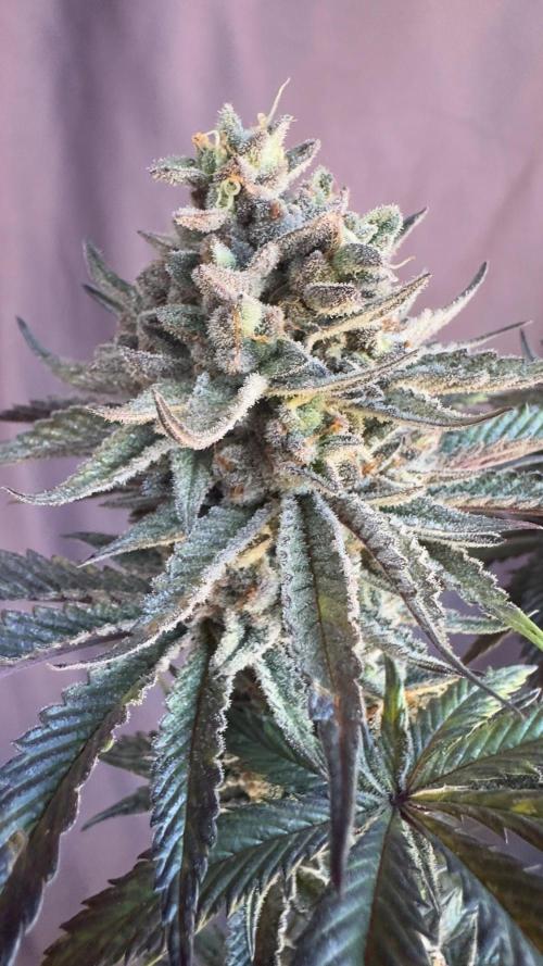 Natural Highs Clones. Week 14
