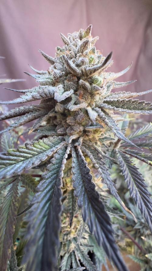 Natural Highs Clones. Week 14