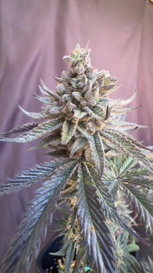 Natural Highs Clones. Week 14
