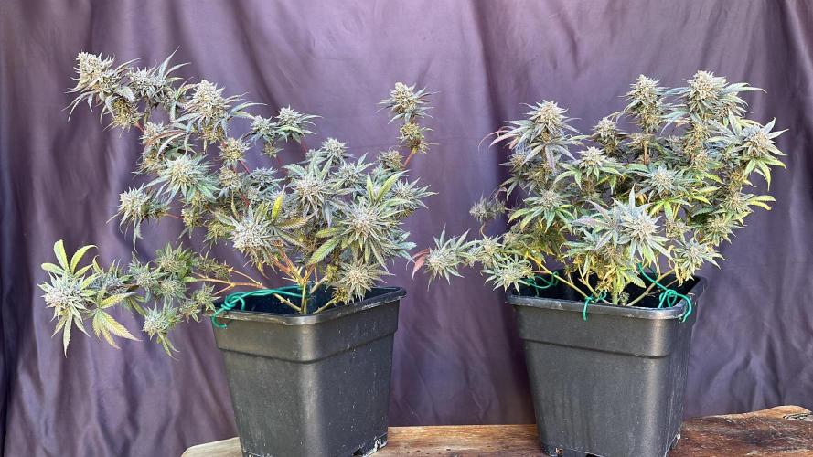 Natural Highs Clones. Week 14