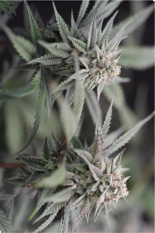 Natural Highs Clones. Week 12