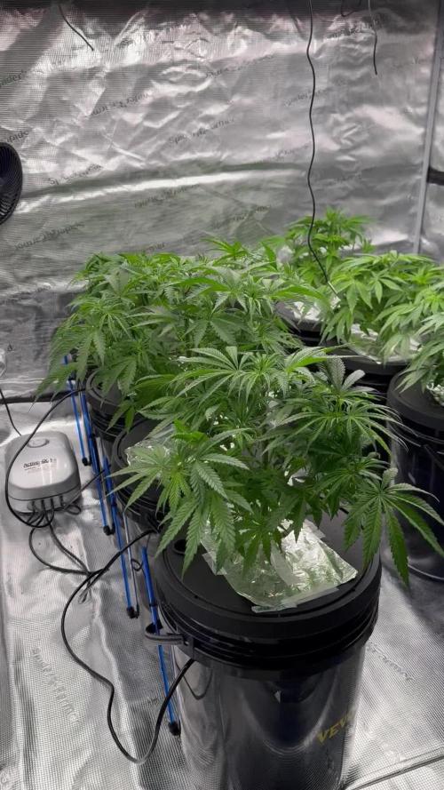My first grow Zkittlez/Cocofresh