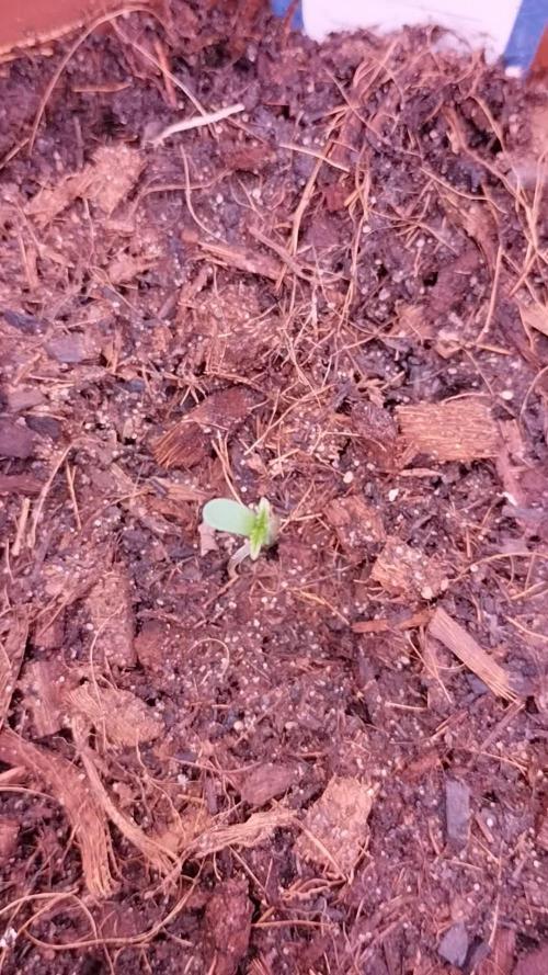Wurlz F1 Auto