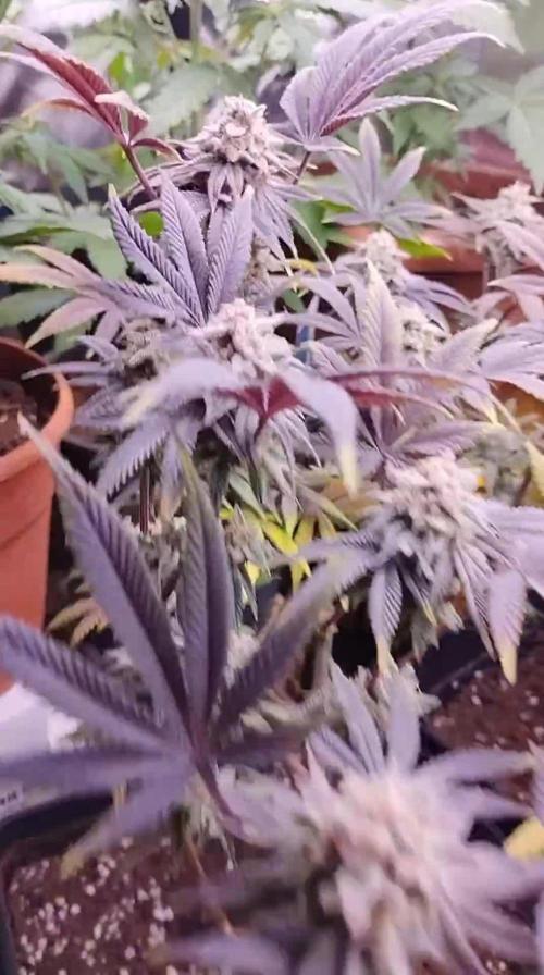 Rainbow Sherbert 11
