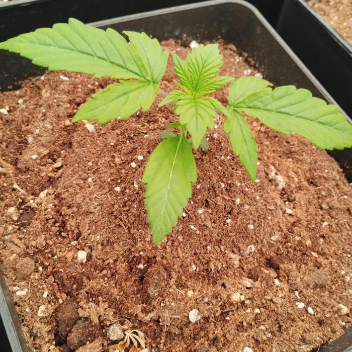 Auto Blueberry 1. Week 2