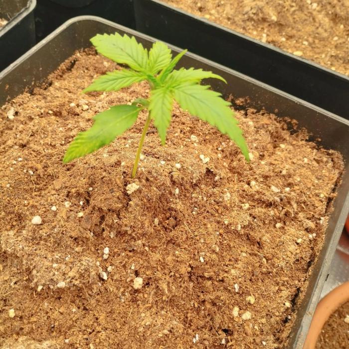 Auto Blueberry 2. Week 2