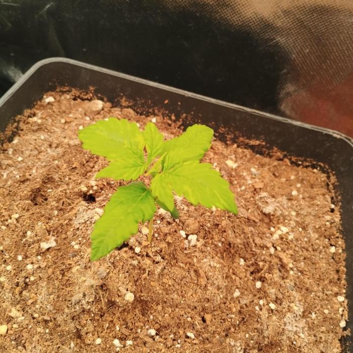 Auto Blueberry 3. Week 2