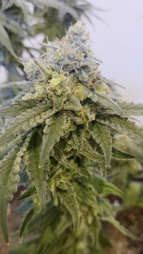 SSSC Photo Contest - Fast Version A 🚀