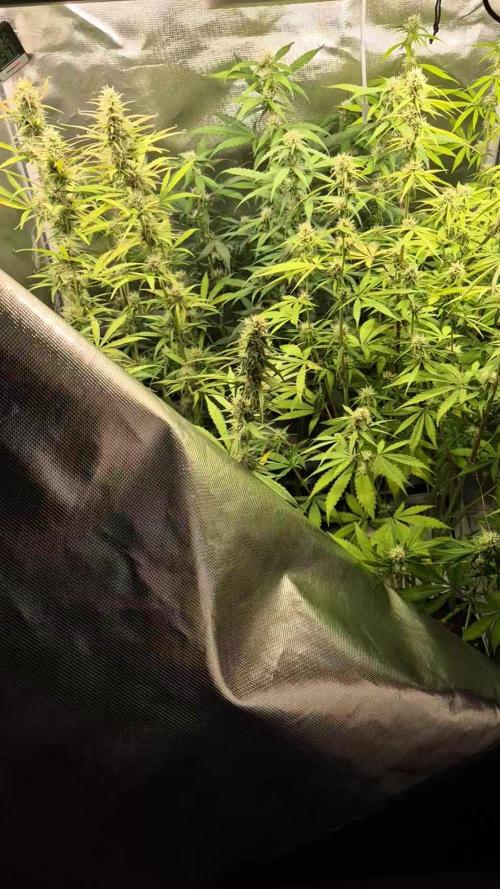 Blueberry Zkittlez Automatic