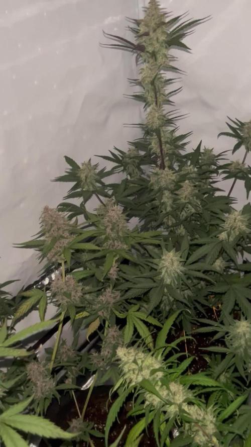 3x unknown fast bud mix