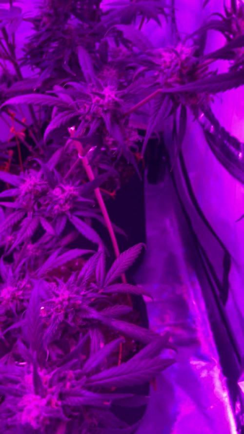 3x unknown fast bud mix