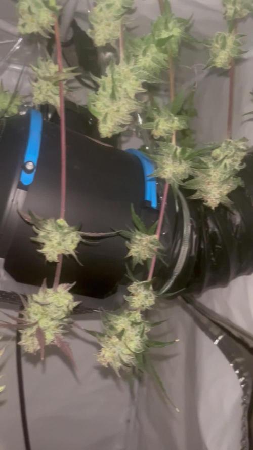 3x unknown fast bud mix