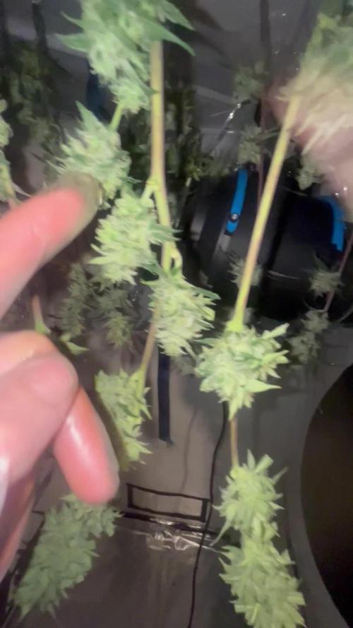 3x unknown fast bud mix