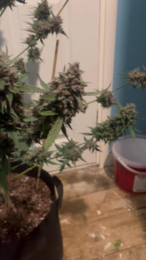 3x unknown fast bud mix