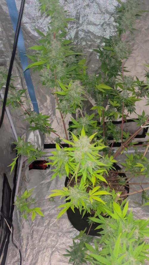 Fast buds autos