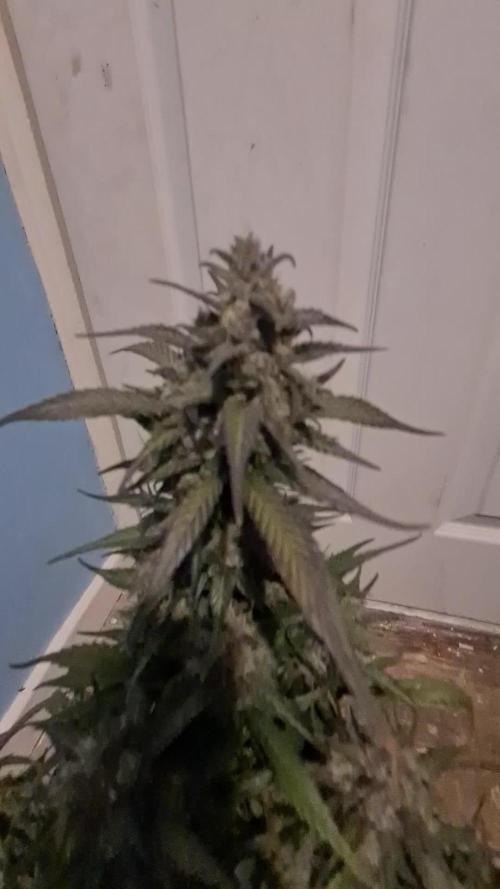Fast buds auto 3rd lot