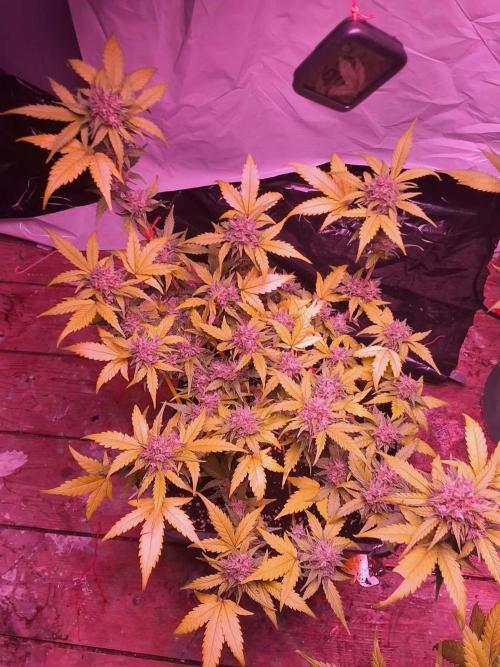 sweet seeds. Week 10 - super boof xl 1 day 73