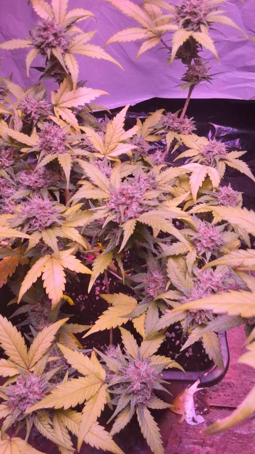 sweet seeds. Week 10 - super boof xl 1 day 73