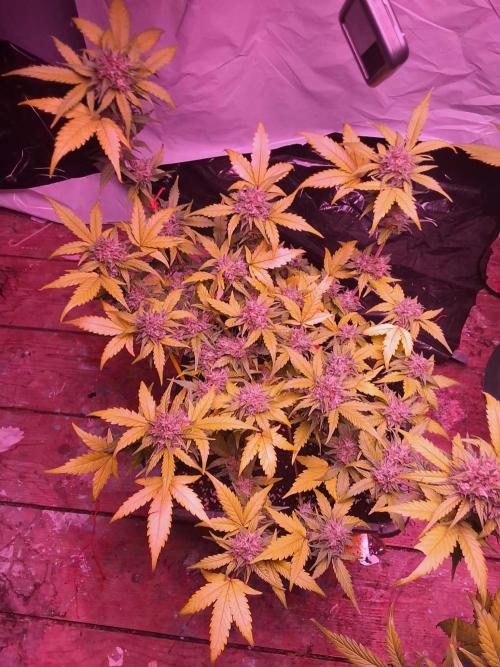 sweet seeds. Week 10 - super boof xl 1 day 73