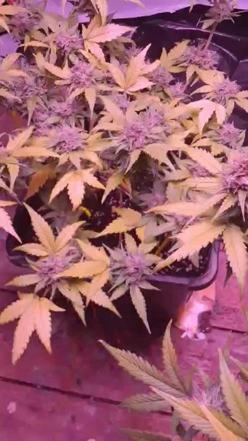 sweet seeds