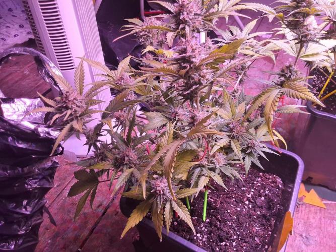 sweet seeds. Week 10 - superboof xl 2 day 73 