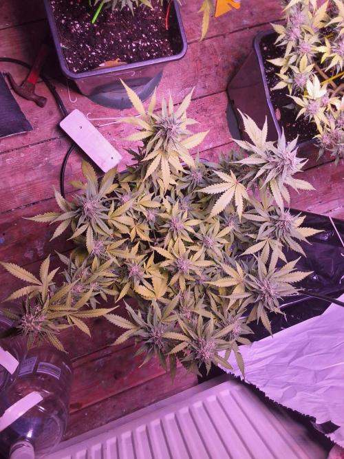sweet seeds. Week 10 - pm xl 1 day 73
