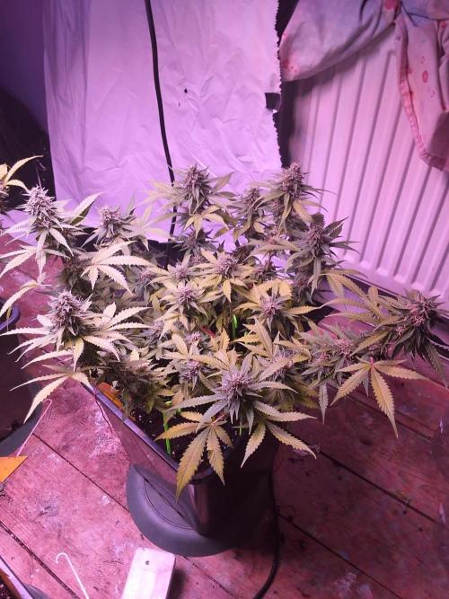 sweet seeds. Week 10 - pm xl 1 day 73