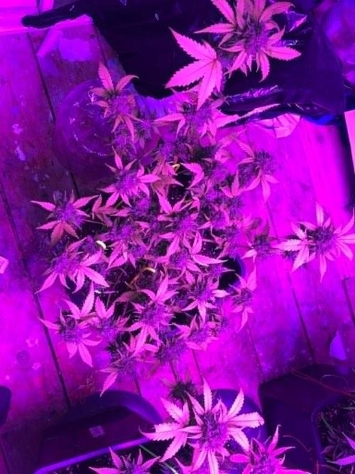 sweet seeds. Week 11 - superboof 1