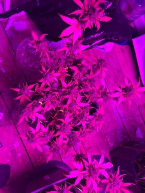 sweet seeds. Week 11